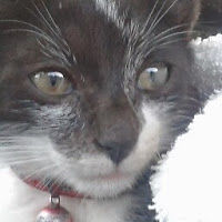 disharugoobur avatar