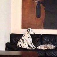 roy_foulger_9 avatar