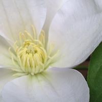 elizabeth_matarese avatar