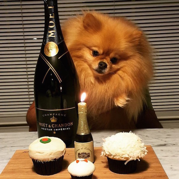 Rich Dogs Of Instagram: The Proof That Pups Live Better Than Humans Rich Dogs Of Instagram: The Proof That Pups Live Better Than Humans