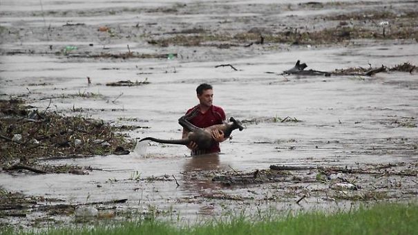 Man Risks Own Life To Save A Wallaby Drowning In Flood Waters.