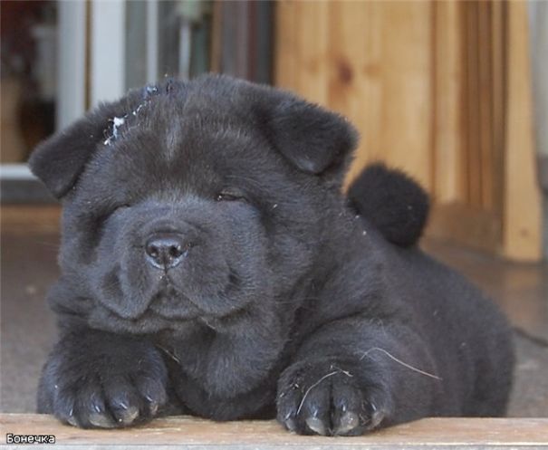 Chow-chow - Bonny Less Than 2 Months Old :)
