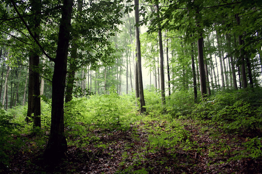 Bükk Mountains, Hungary