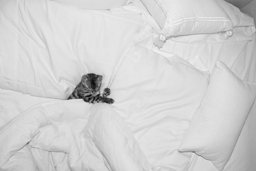 My Photos Of Me Slowly Becoming A Crazy Cat Lady