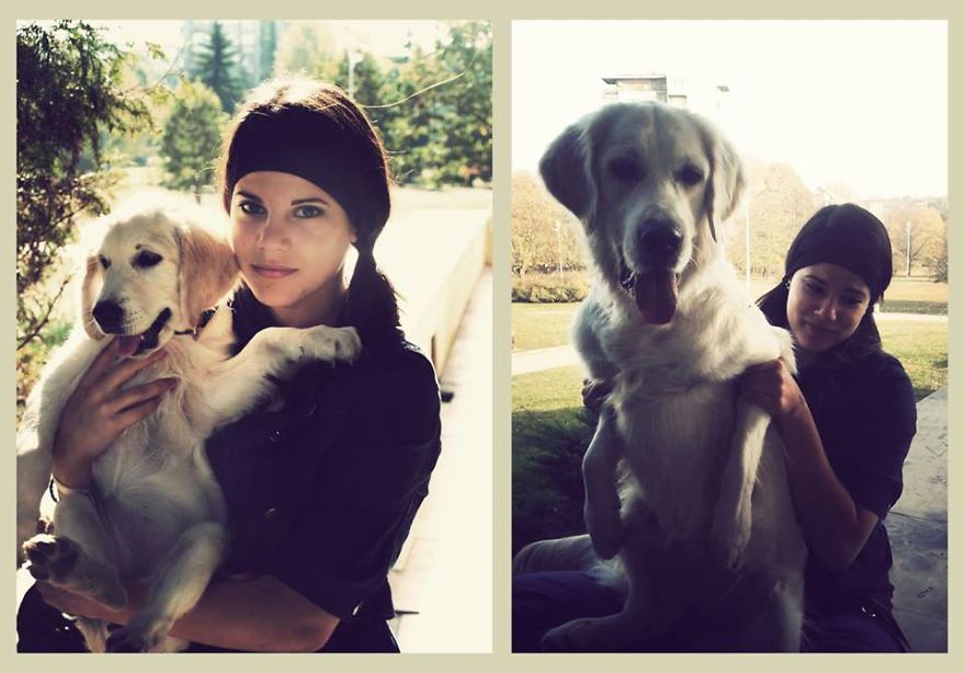 She Turned Out To Be A Polar Bear-wolf, Took Her For A Retriever. That's Amazing!