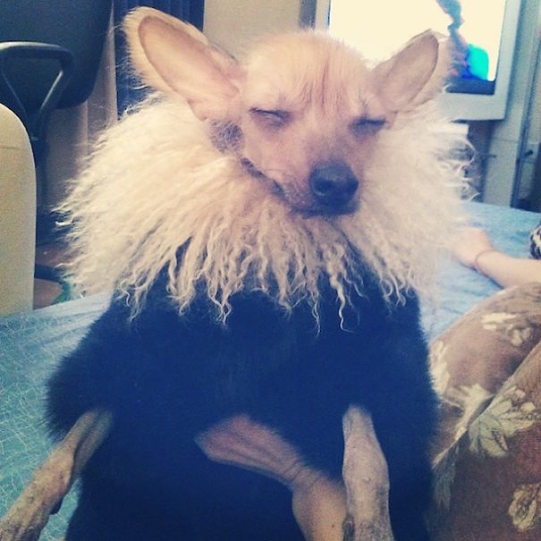 Rich Dogs Of Instagram: The Proof That Pups Live Better Than Humans