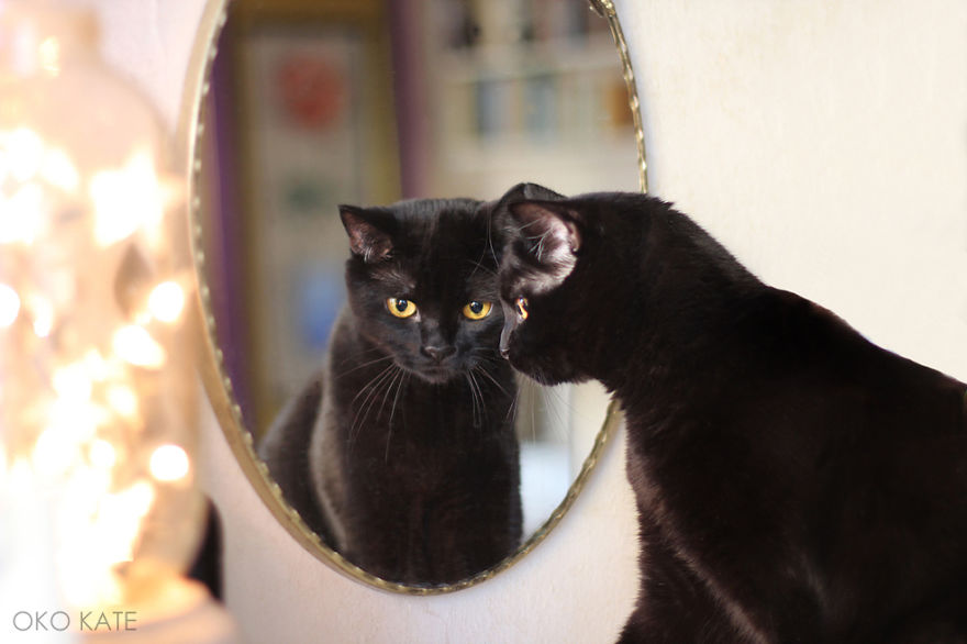 I Photograph My Cats Looking At Mirrors