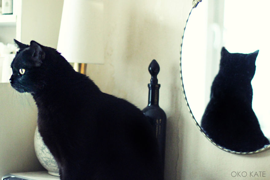 I Photograph My Cats Looking At Mirrors