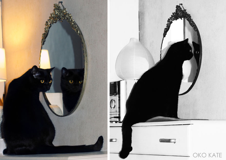 I Photograph My Cats Looking At Mirrors