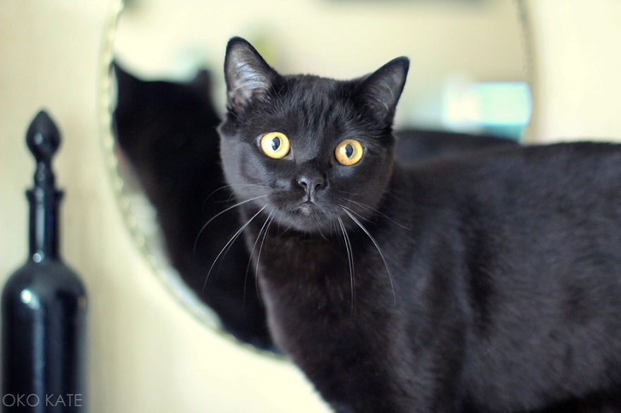 I Photograph My Cats Looking At Mirrors