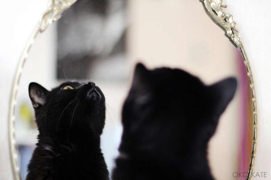I Photograph My Cats Looking At Mirrors