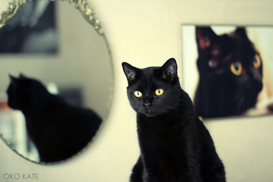 I Photograph My Cats Looking At Mirrors
