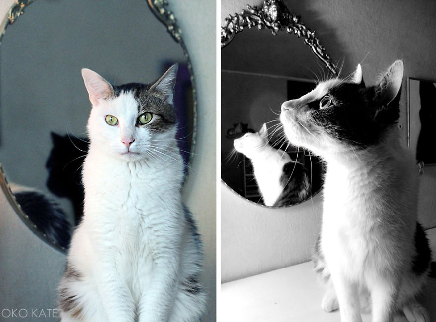 I Photograph My Cats Looking At Mirrors