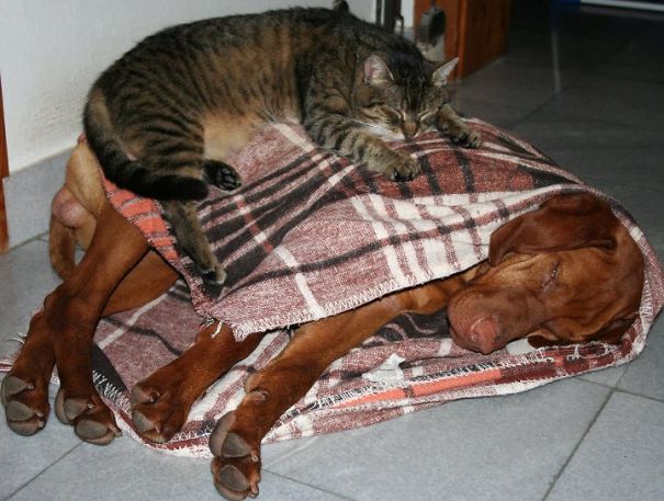 Oscar Uses Samuel As A Pillow