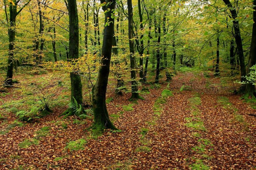 Beacon Hill Wood, Somerset, Uk