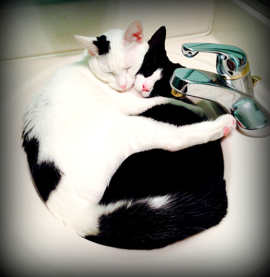 Bellatrix & Betelgeuse