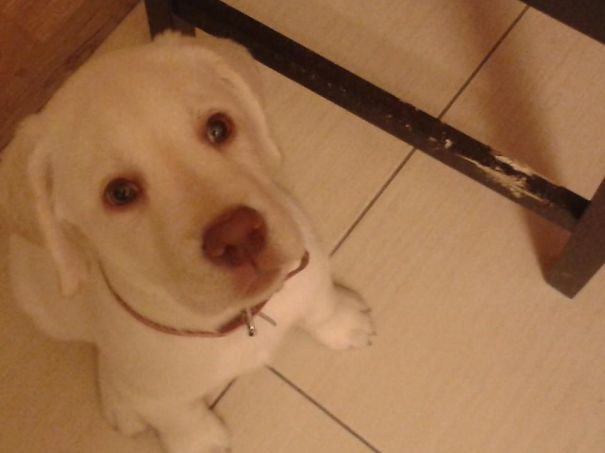 It's Not My Fault Really! This Chair Was In My Way!