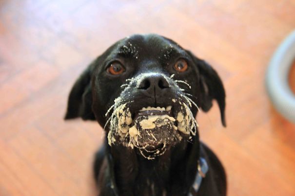 What Box Of Lorikeet Food