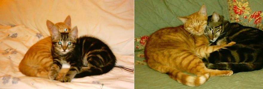 The Brothers - Alani Pua & Mahina, 3mths & 10 Yrs