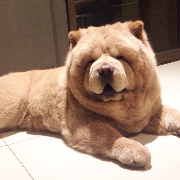 Chowder The Bear Dog