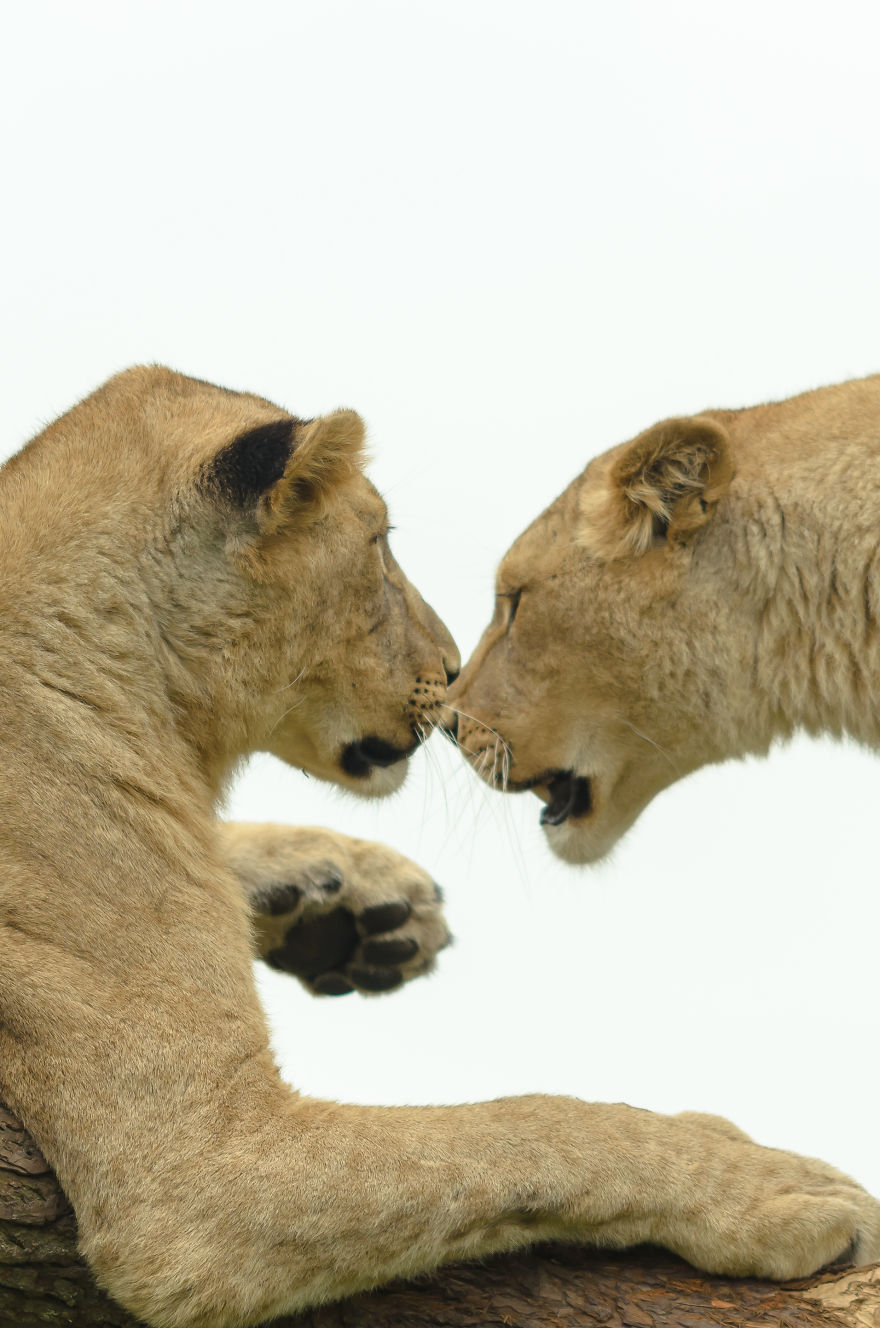 Lion Love