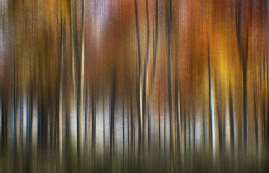Oak Trees, North Dorset.