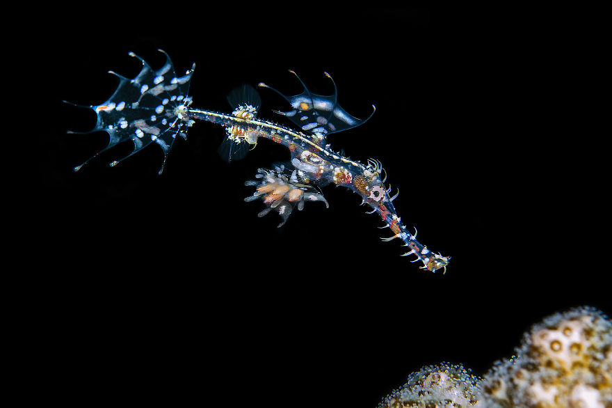 Ghost Pipefish