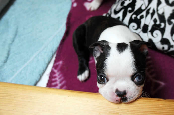 Blue Eye Boston Terrier Puppy