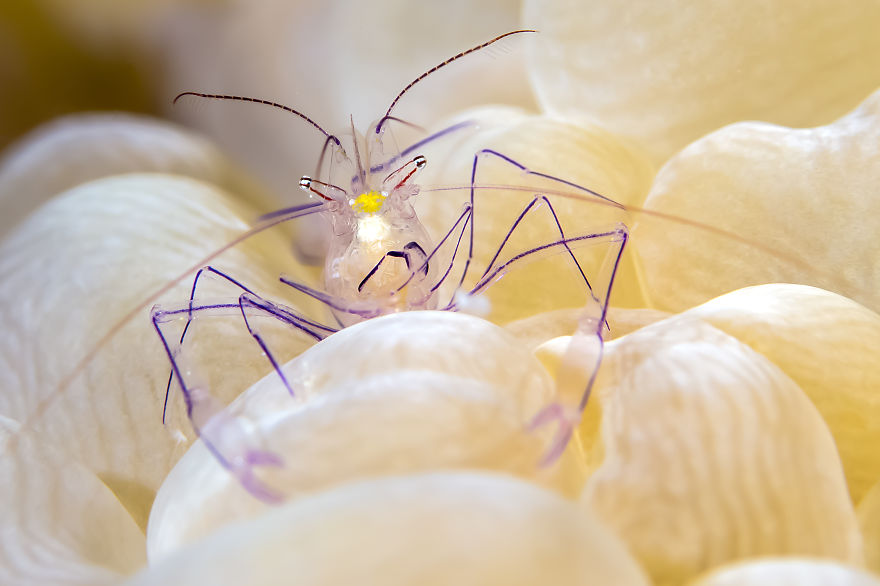 Bubble Coral Shrimps
