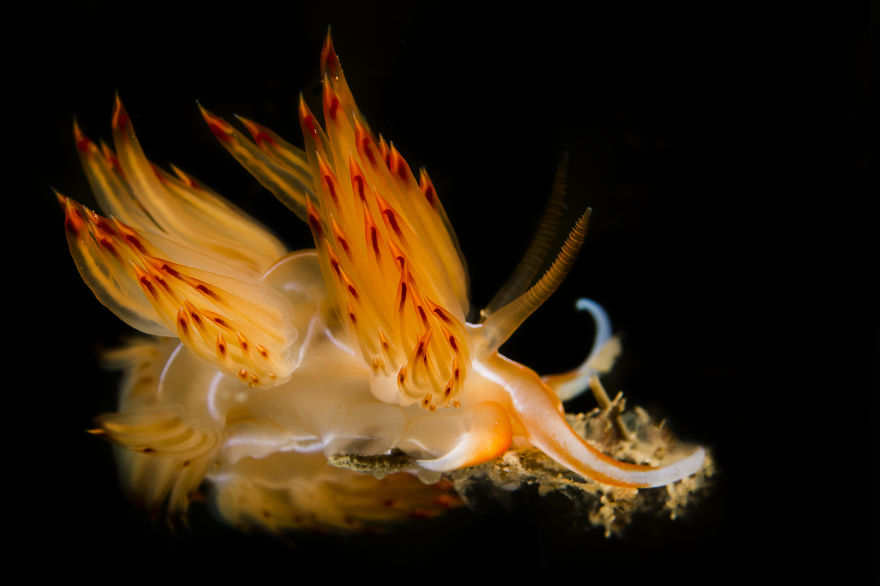 Nudibranch