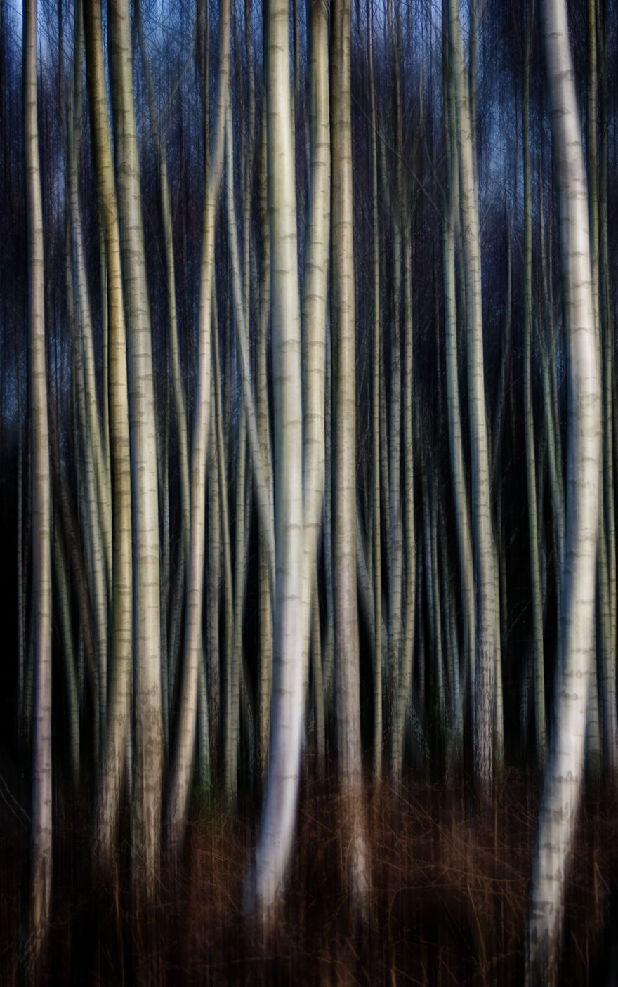 Silver Birch Trees At Arne, Dorset.