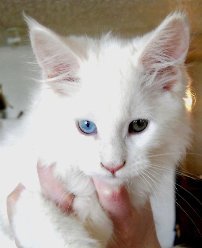 Dáður Maine Coon Ca 4 Months Old.