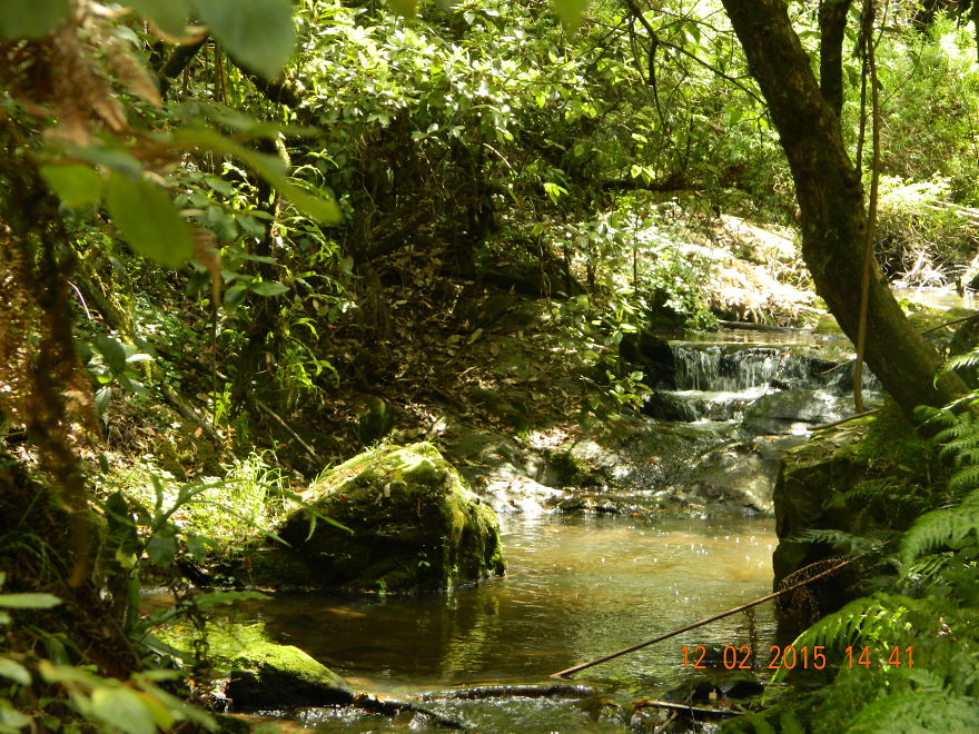 Tarra Bulga Rain Forest.victoria. Australia