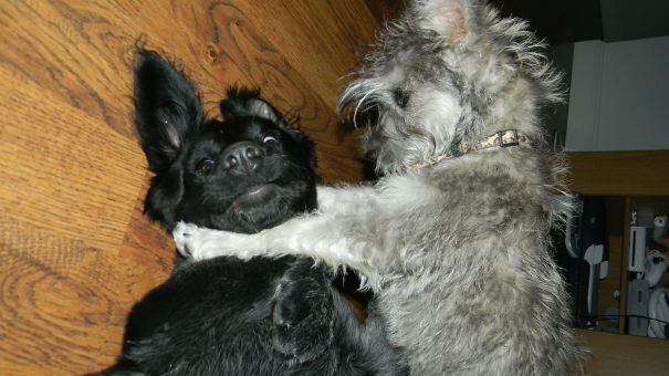 Proving Who The Real Boss Is