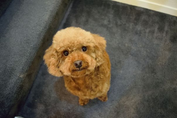 Fuzzy Fozzy : @fozzy_fuzzy Instagram