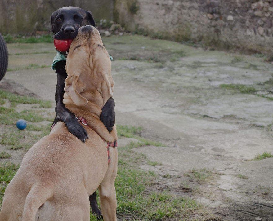 There's No Love Quite Like Dog Love