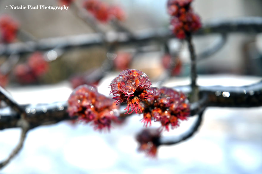 Ice Storm In Nashville Creates A Winter Wonderland Showcasing Winter And Spring