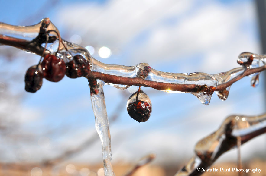 Ice Storm In Nashville Creates A Winter Wonderland Showcasing Winter And Spring