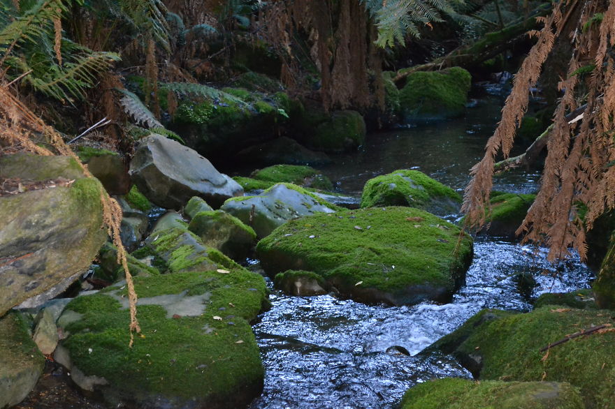 Marakoopa Caves And Reserve, Tasmania, Australia