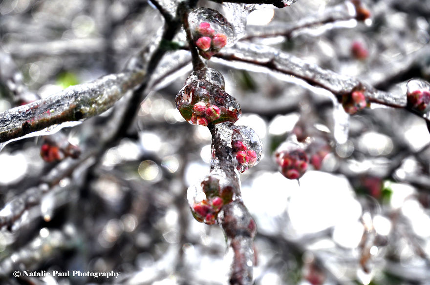 Ice Storm In Nashville Creates A Winter Wonderland Showcasing Winter And Spring