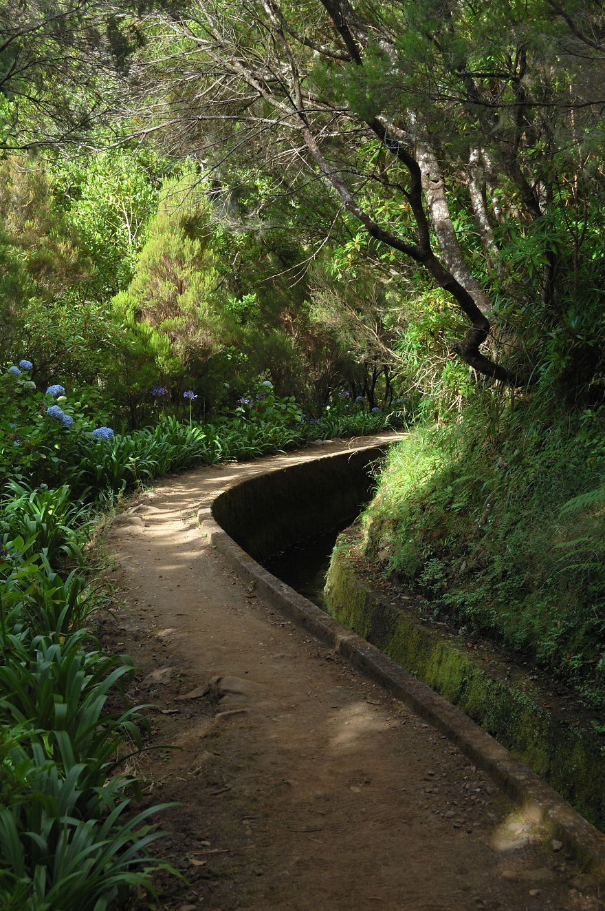 Laurel Forest, Madeira Island.