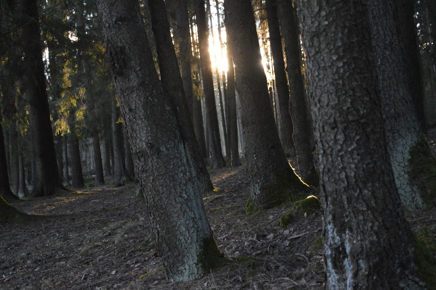 Lithuania, Forest Of Puorai