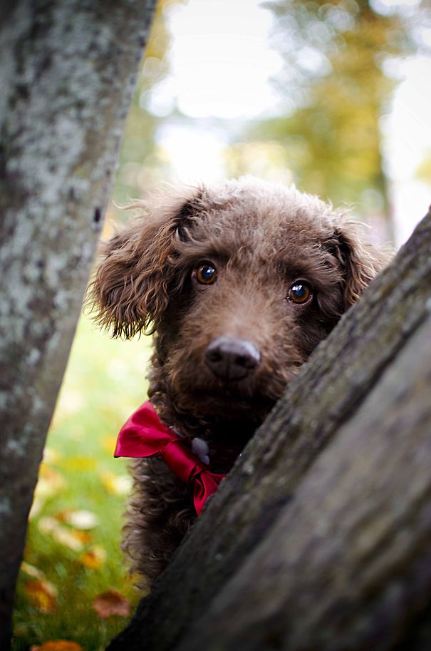 Our Hal-breed Poodle, Saved From Animal Shelter - Chocolate!