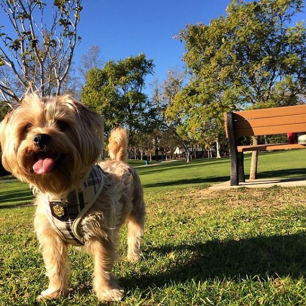I Own The Happiest Dog Alive... His Name Is Deacon Blue