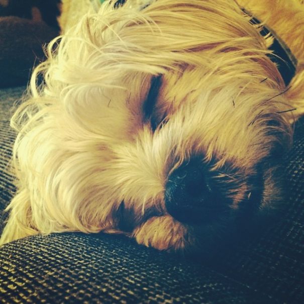 I Own The Happiest Dog Alive... His Name Is Deacon Blue