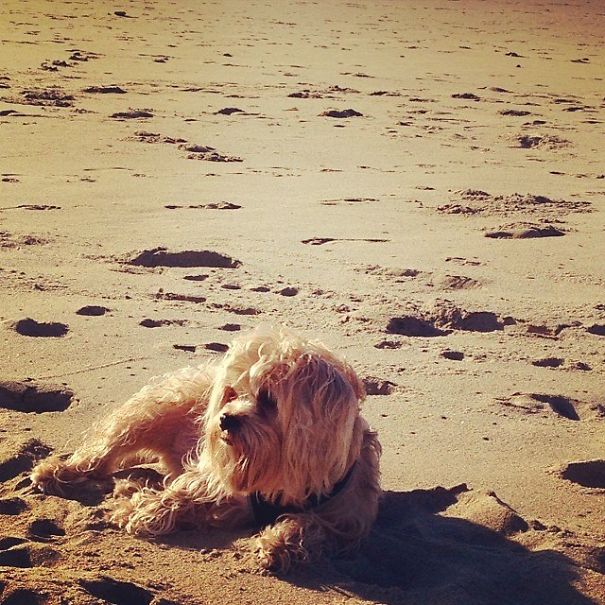 I Own The Happiest Dog Alive... His Name Is Deacon Blue