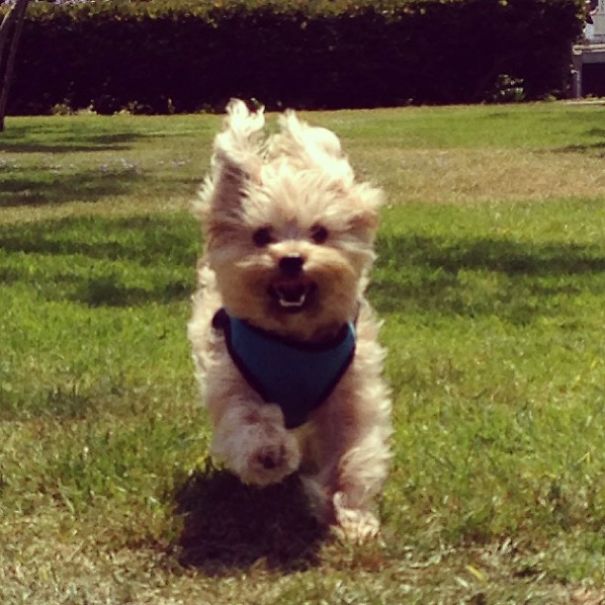 I Own The Happiest Dog Alive... His Name Is Deacon Blue