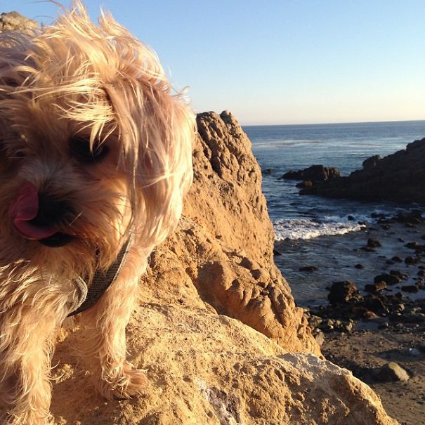 I Own The Happiest Dog Alive... His Name Is Deacon Blue