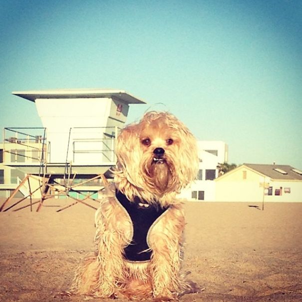 I Own The Happiest Dog Alive... His Name Is Deacon Blue