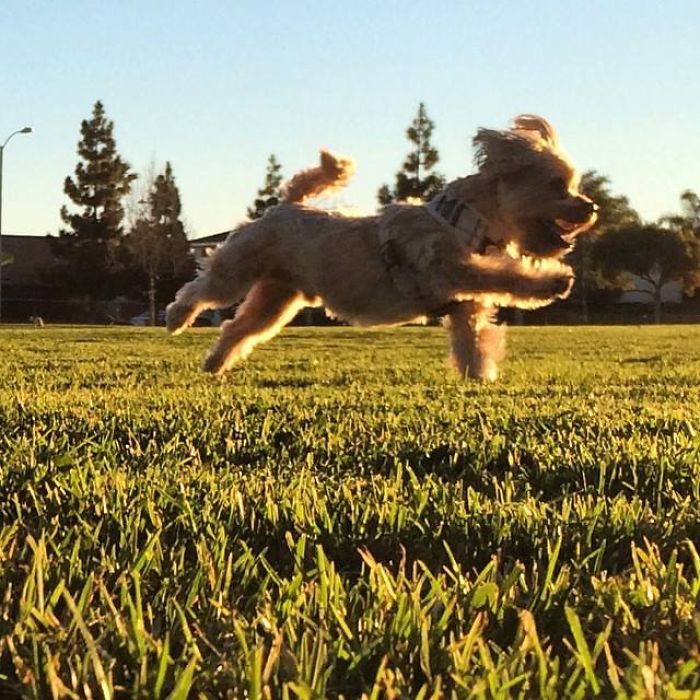 I Own The Happiest Dog Alive… His Name Is Deacon Blue